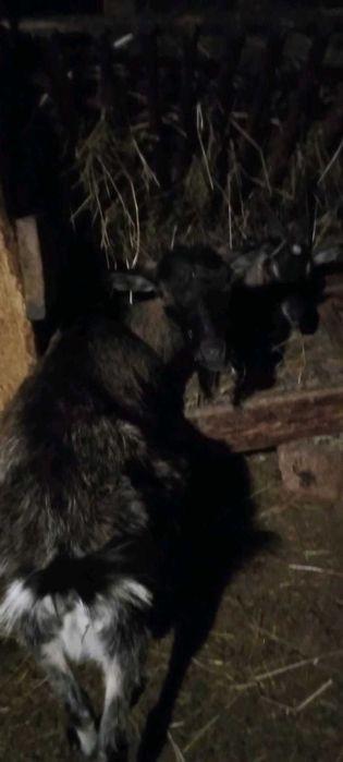 Sprzedam kozy i capa