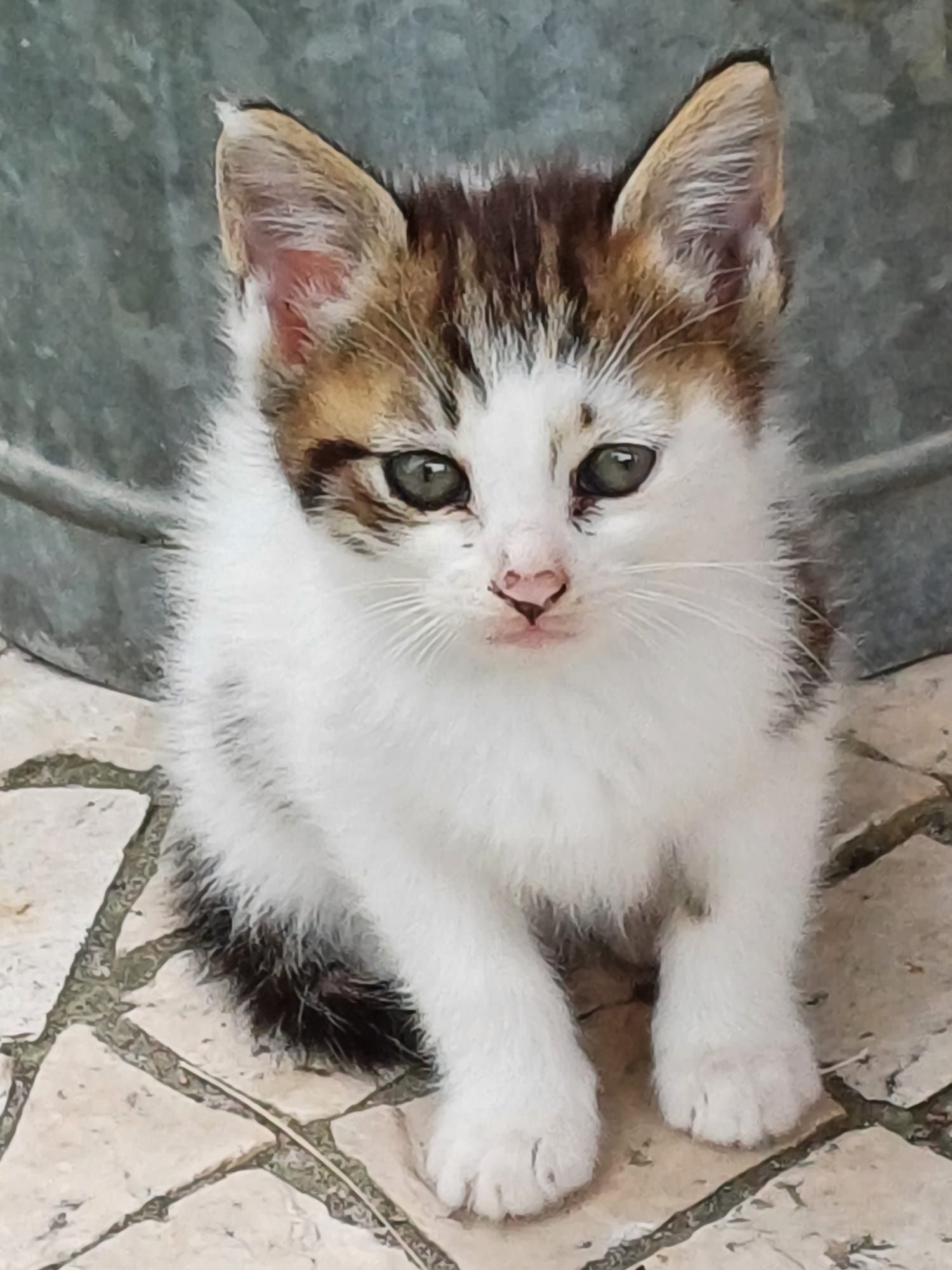 Gatinhas bebés para adopção responsável