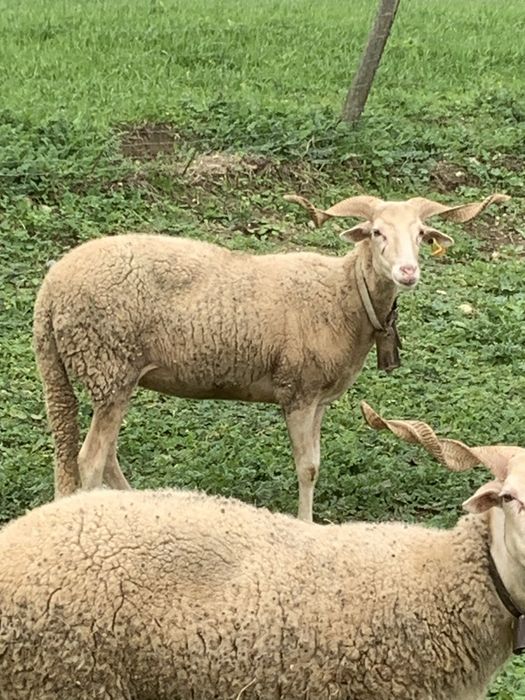Ovelhas e borregos raça bordaleira