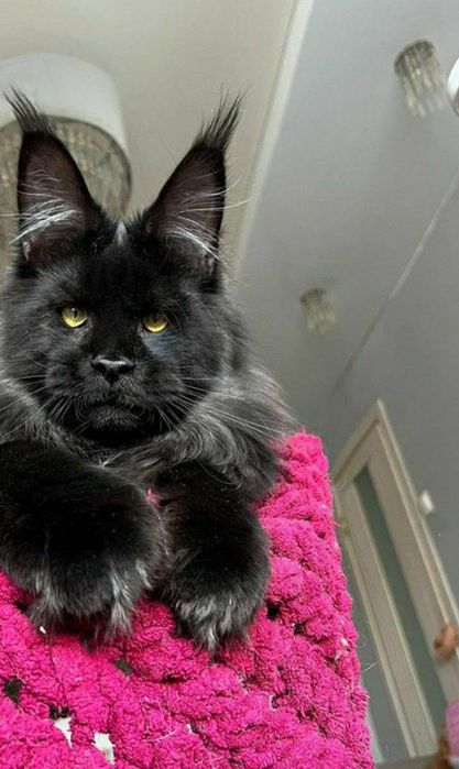 Кошенята Vip mainecoon