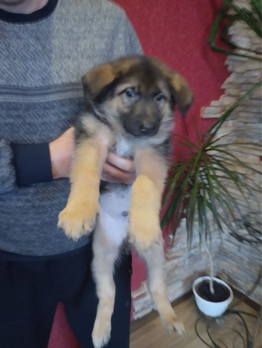 Продам цуценят Німців