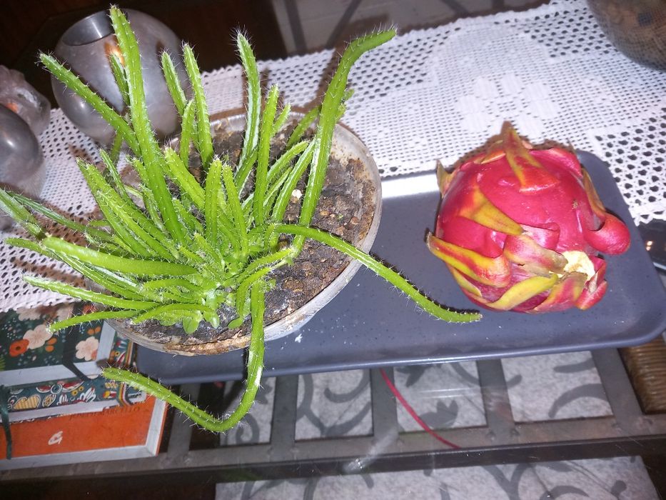 Plantação de pitayas são varios pés como se pode ver nas fotos