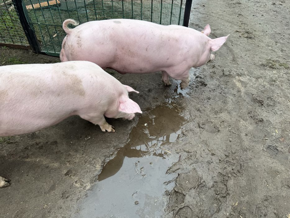 Knur, knurek, wysoka miesność