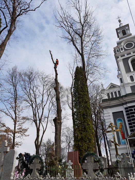 Видалення дерев арбористика, вирубка, спил, спилювання, валка
