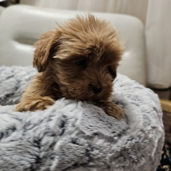 Дівчинка мальтипу ф1 стандарт