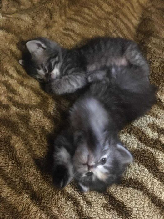 Кошенята дуже гарні полосатики