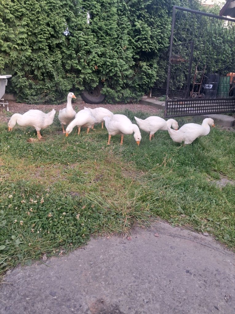 Gęsi hodowlane młode