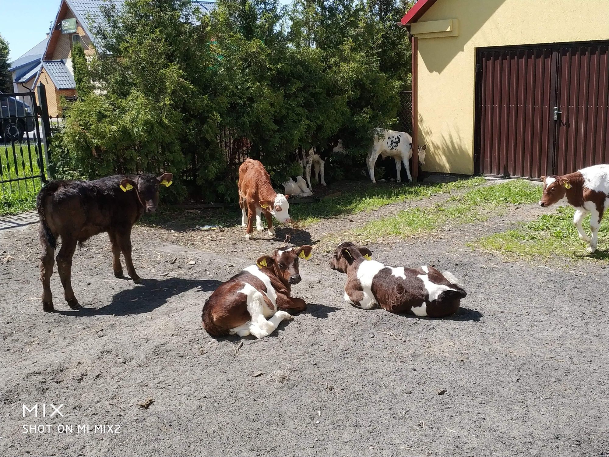 Cielaki, byczki. Nowa Dostawa sroda