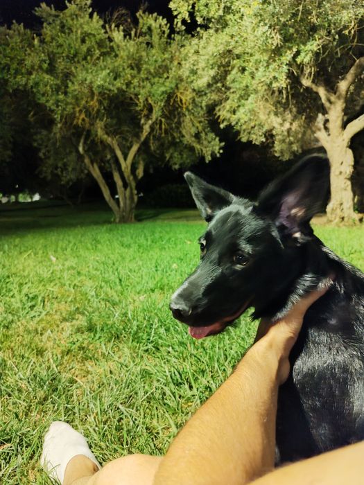 Doação cãozinho Macho