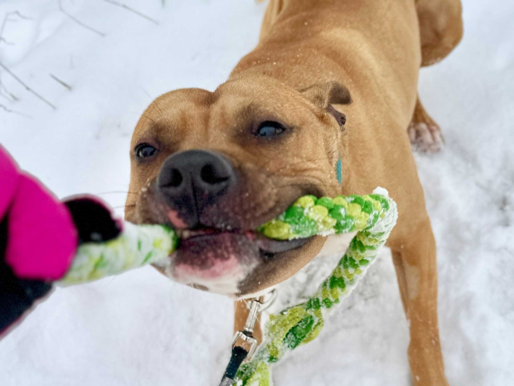 Odmień los skrzywdzonego pitbulla Rokiego