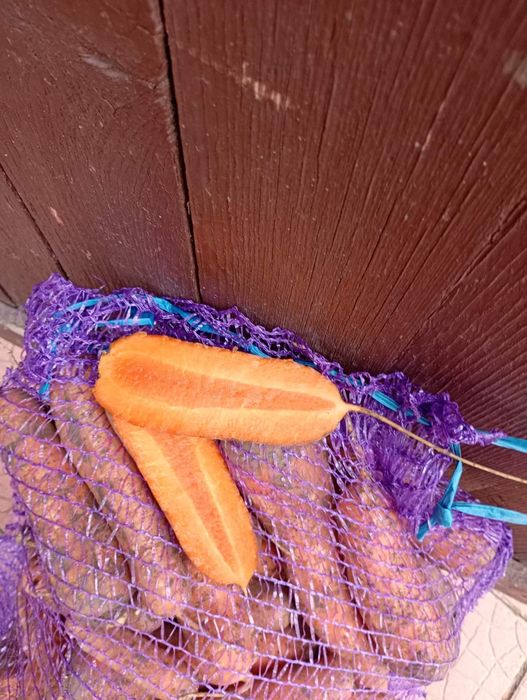 Продам моркву та буряк