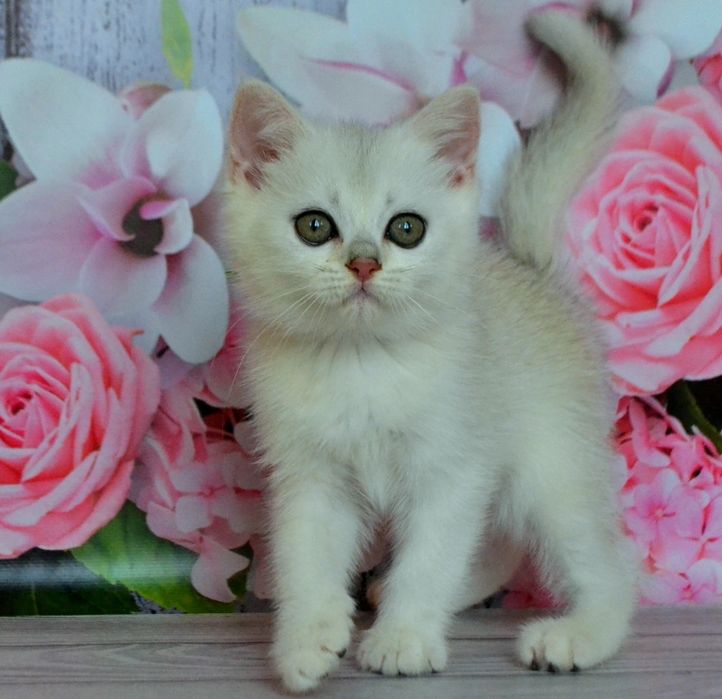 Милашные серебристые шиншиллы