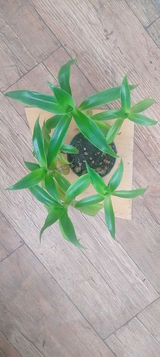 Комнатные растения, самшит вечнозеленый, кампсис, каменные розы.