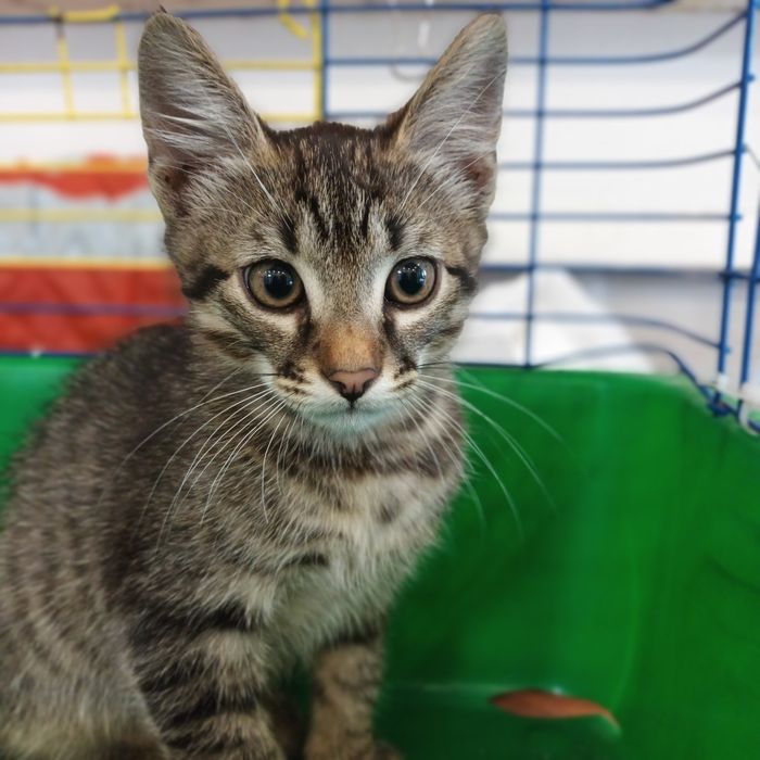 Котенок мальчик 3 мес