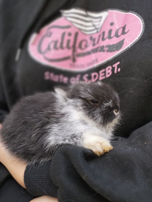 Coelhos anões bebes