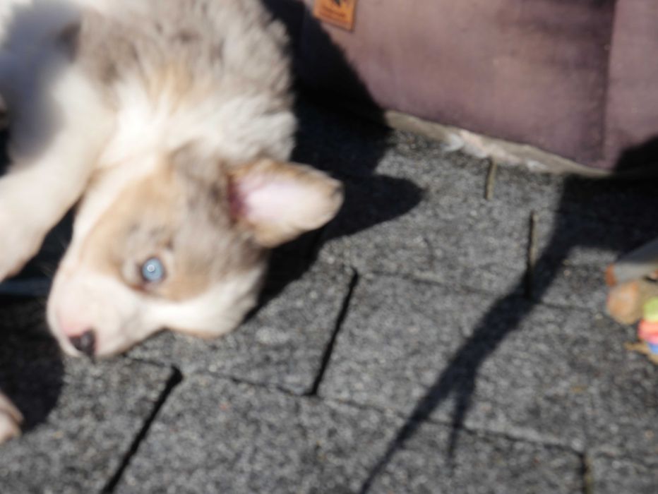 Border collie -Blue Merle Tri Color