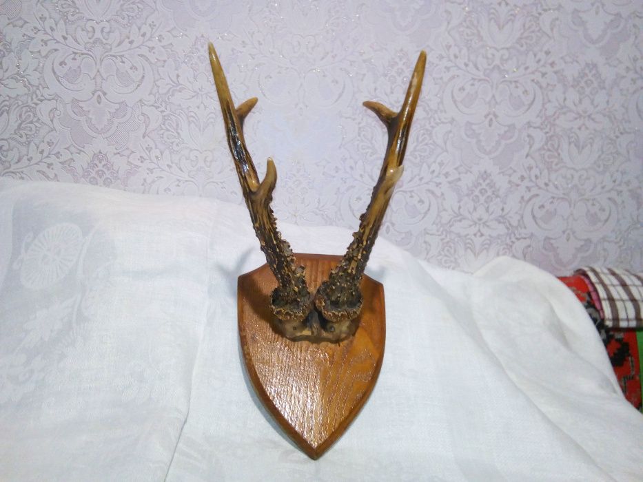 Рога лося и рога оленя .