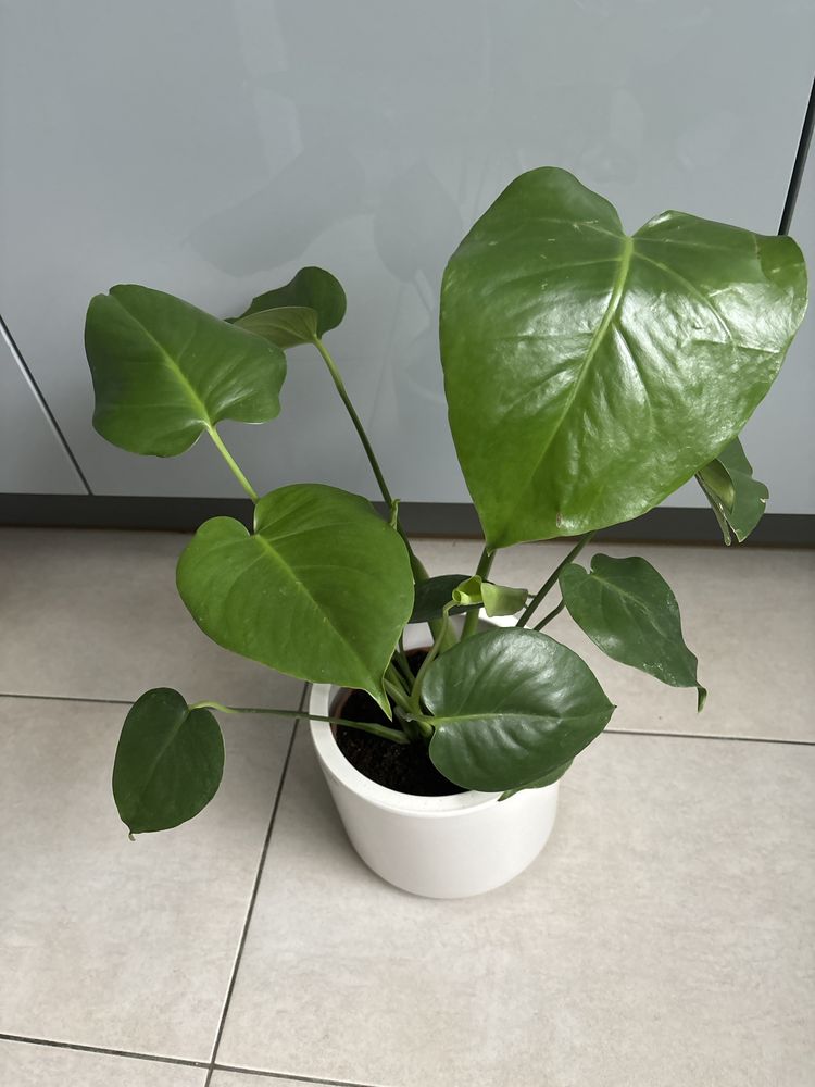 Kwiat doniczkowy monstera roslina