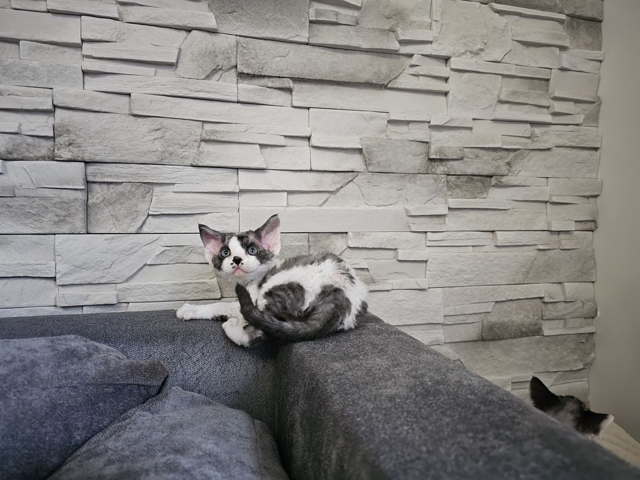 Kocurek Devon rex, rodowód FPL