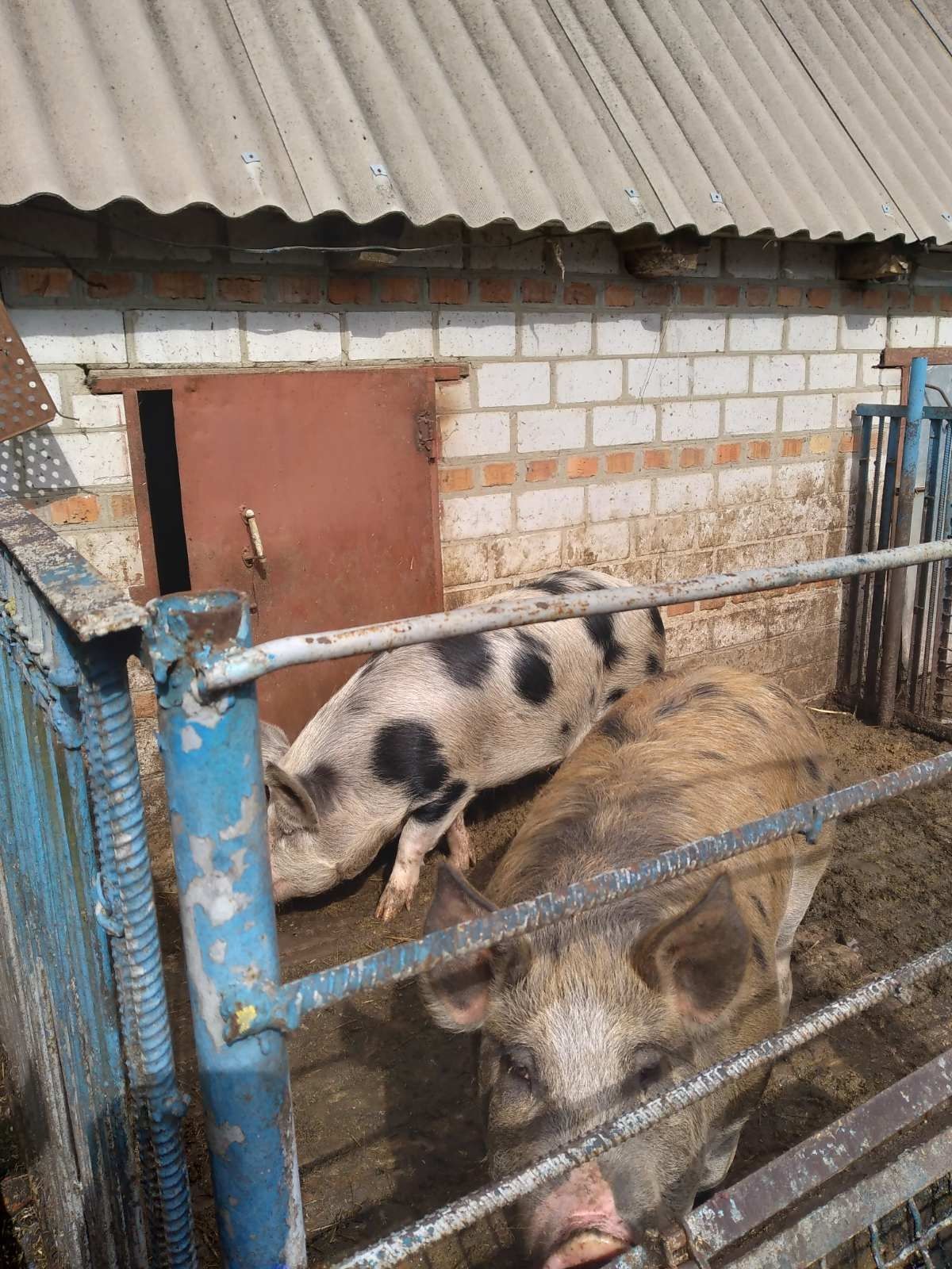 Продам свиней вирощені на молоці