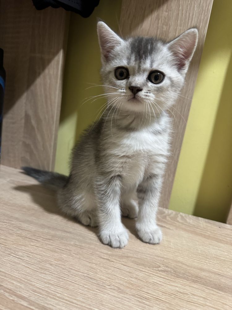 Котики британські короткошерстні