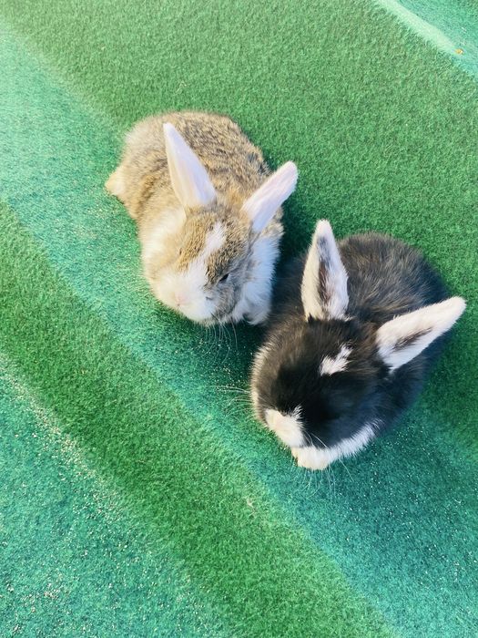 Coelho anao mini lop