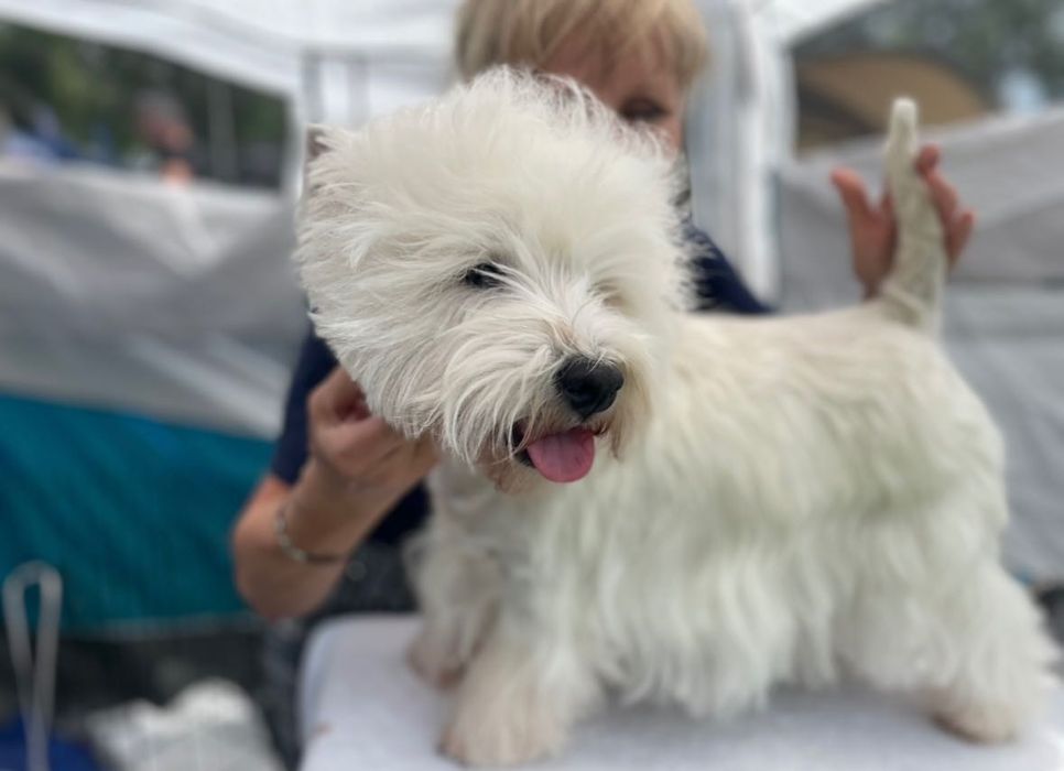 West Highland White Terrier - Taco Good Joke FCI fajny psiak :)