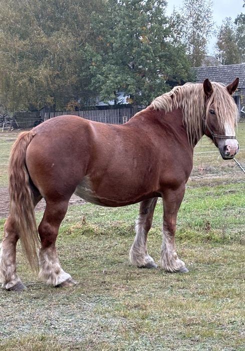 Klacz sztumska z księgą główną ( źrebna )