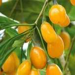Годжи жёлтый AMBER SWEET GOJI саженцы