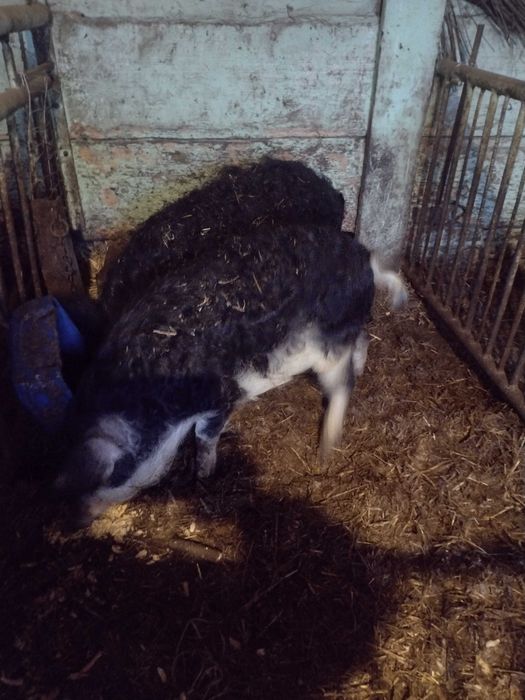 Угорська мангалиця