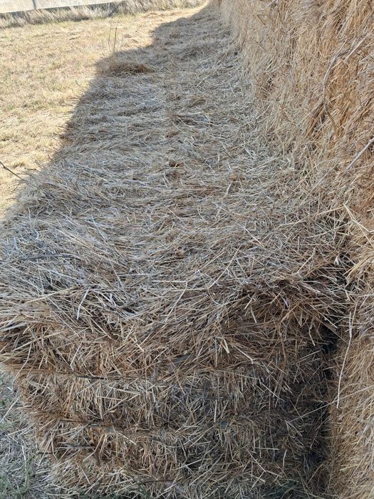 ,Fardos de feno com 5 cordeis