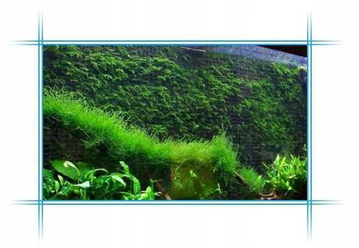 Klej Do Roślin Wodnych z Pędzelkiem Blue-Line - wygodna aplikacja