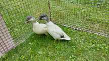 Kaczki krzyżówki miniaturowe call duck
