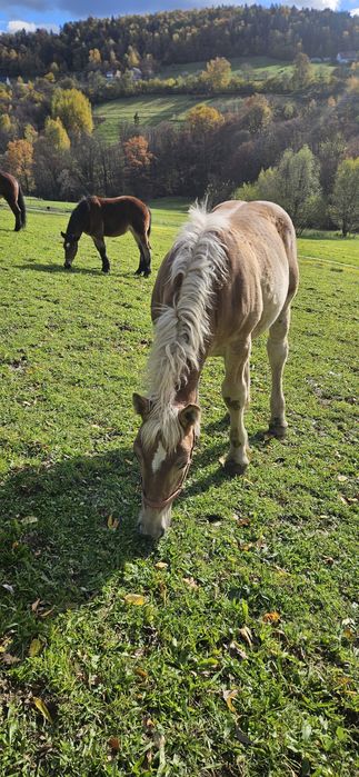 Ogierek Zimnokrwisty