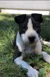 American PitBull Terrier Piesek