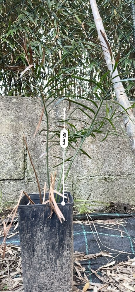 Cyca Macrozamia miquelii - cica