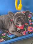 Buldog francuski piesek niebieski blue