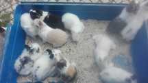 Vendo coelhos anões fofinhos pequeninos