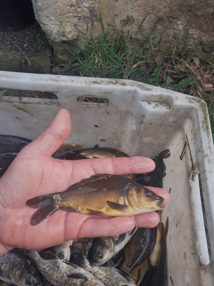 Narybek karp królewski
