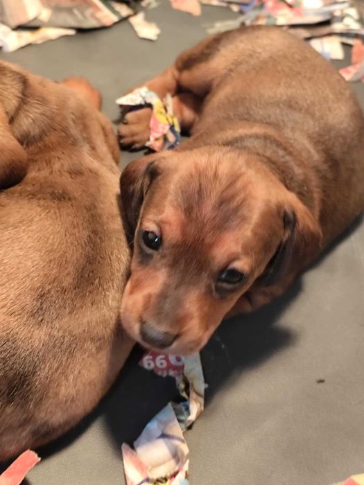 Teckel miniatura fêmea