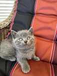 Gatinho Scottish Straight azul Algarve