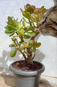 Suculenta / Cato / Planta Jade / Árvore da Felicidade