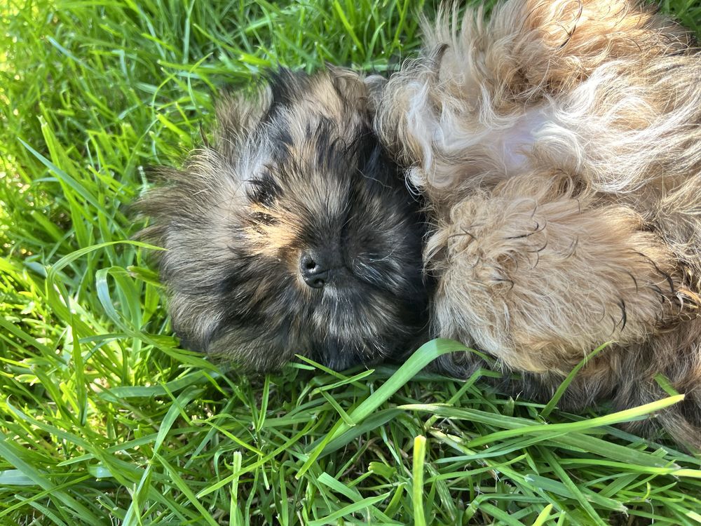 Shih Tzu suczka gotowa do odbioru
