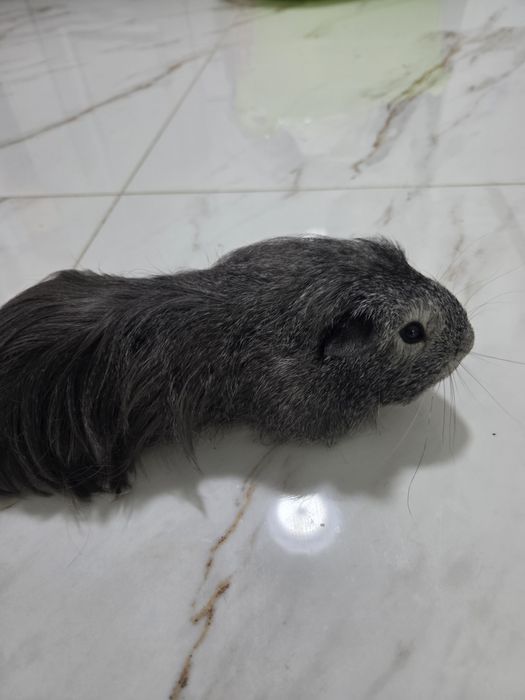 Swinka morska silver agouti samiec