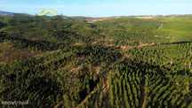 Herdade  Venda em Ninho do Açor e Sobral do Campo,Castelo Branco