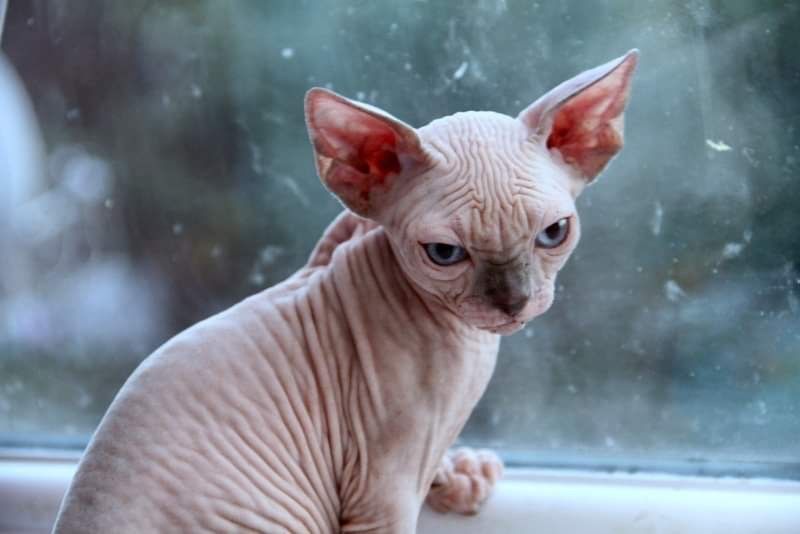 Котята куклята