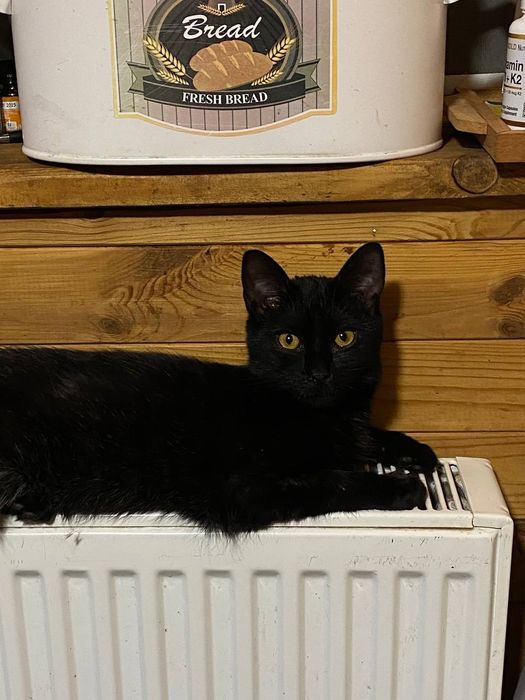 Чорненький котик Зевс шукає дім.