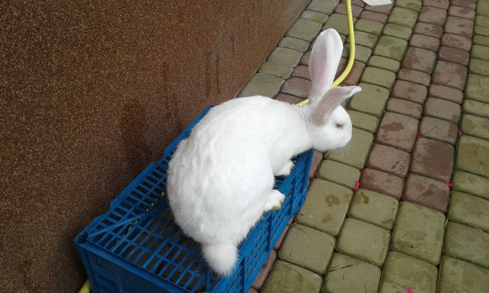 samiczki i samce termondzkie do rozrodu