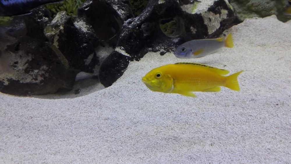 sprzedam rybki pyszczaki yellow (Labidochromis caeruleus)