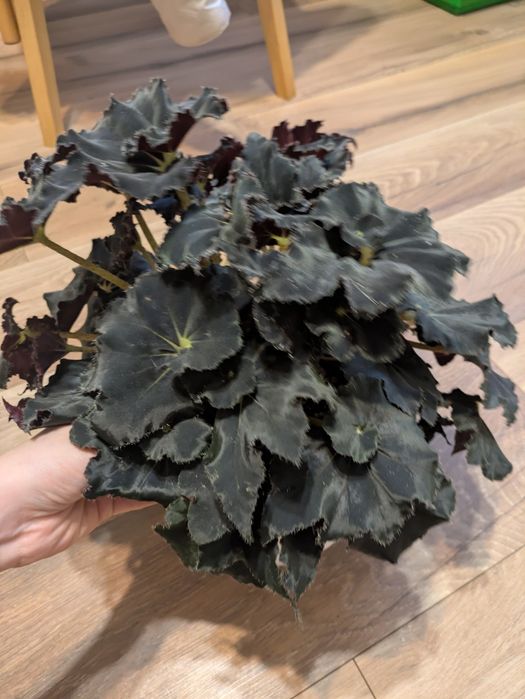 Бегония Black mamba